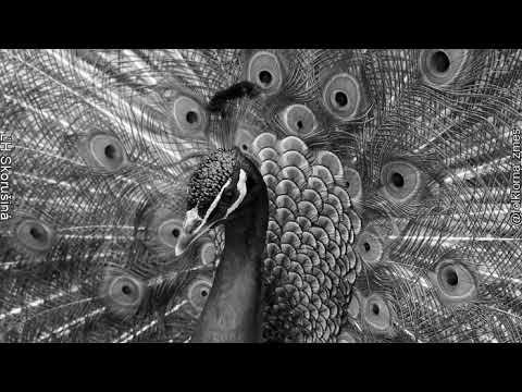 Páslo dieuča pávy - text (lyrics), (Slovak Folk Song)