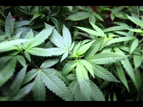 Vard Danman Gonz Tez kidd