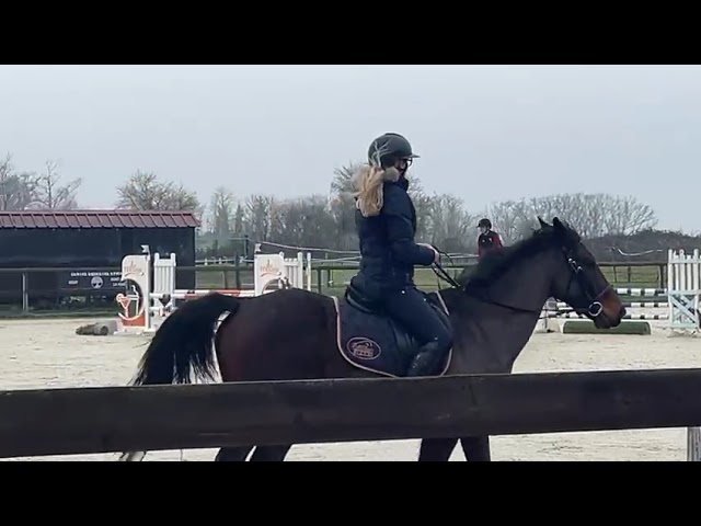 Ruin Selle Fran&ccedil;ais Te koop 2021 Donker bruin / bai ,  NERVOSO
