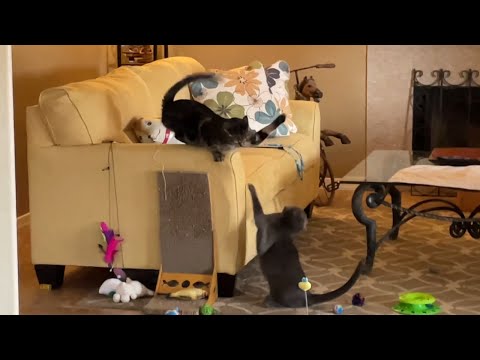 Most Epic Cat Slap #cat #猫動画 #catmemes