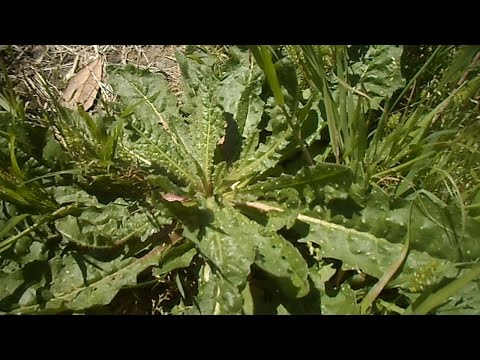 Mancanza di cerebrale osteocondrosi circolazione Coxartrosi dellanca che pericoloso