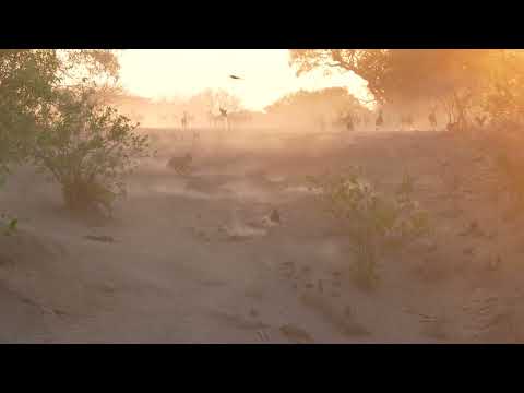 Lion Chases Impala in Mana Pools at Chitake Springs