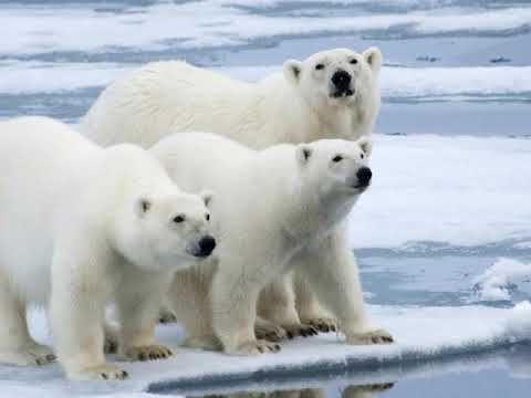 kashmira English voice sample