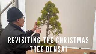 Revisiting the Christmas Tree Bonsai after 3 years