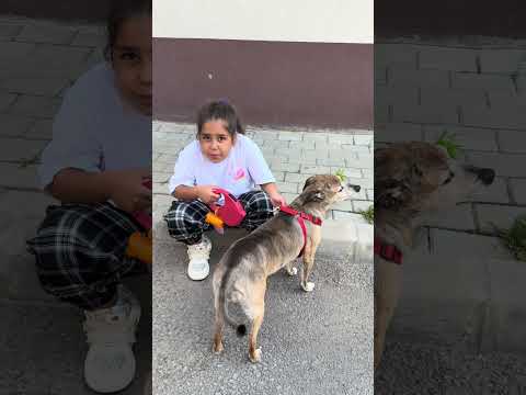 Nu m-a lăsat să pun mâna pe câinele ei !😭 #shortvideo #humor #react #comedy #funny #share #shorts