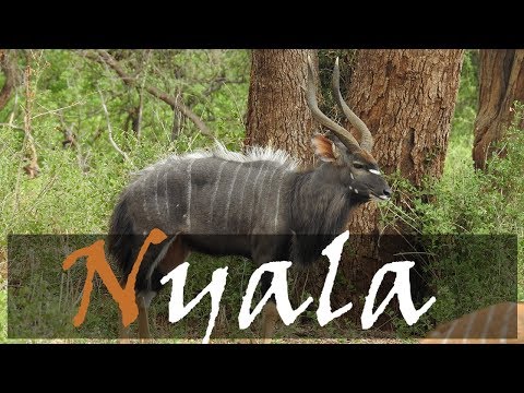 Video Of The Beautiful Nyala - Kruger’s Antelope (Tragelaphus angasii) | Stories Of The Kruger
