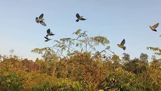 Download lagu SERU MULUT BURUNG PUNAI MAKAN BUAH MENGKIRAI mp3 Download lagu SERU MULUT BURUNG PUNAI MAKAN BUAH MENGKIRAI mp3