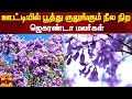 ஊட்டியில் பூத்து குலுங்கும் நீல நிற �