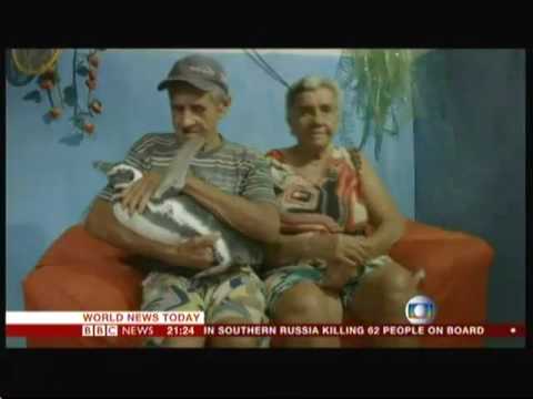 Penguin & Pensioner - best friends (Brazil) - BBC News - 19th March 2016
