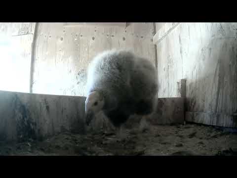 California Condor Chick Is Flappy, Floppy Flouf