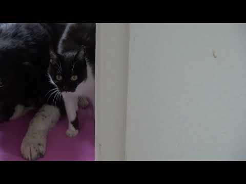 DUPLI-COLOR Pittura spray per ritoccare