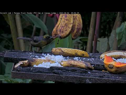 Quick Look At A Dusky-faced Tanager on the Panama Feeders | June 2, 2023