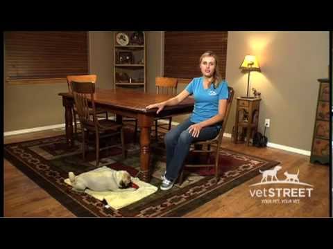 Teach Your Dog to Stop Begging