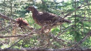 A wild bird, encountered on a trail at Pasayten Wilderness