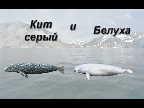 Русская Рыбалка 3.99 Кит серый и Белуха