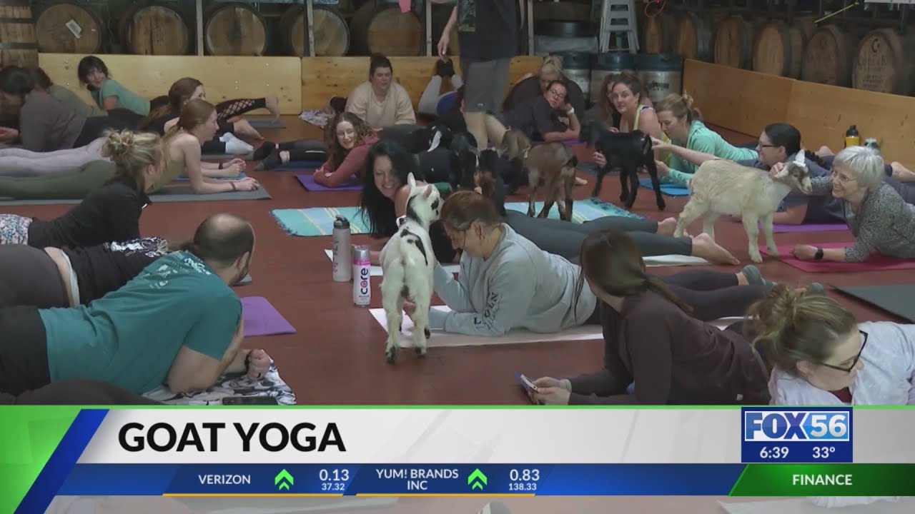 Goat Yoga at West Sixth Brewery