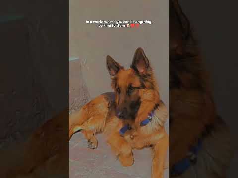love them ❤️🐶💯 #dogs #germanshepherd #germanshepherdpuppy #viral #youtubeshorts