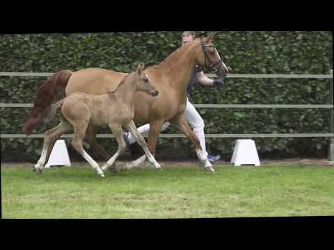 CASPER LYRID HF v. Cosmopolitan D NRW - Dreamcatcher