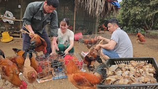Raise chickens for sale.  How to raise newly hatched chicks with high efficiency.  (Episode 148).
