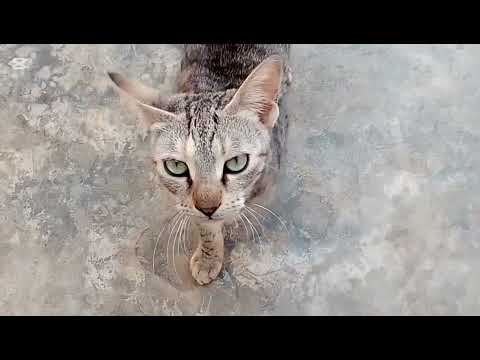 Hum Billoun Ke Mini Videos.