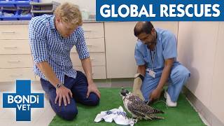 Bondi Vet’s Most Incredible Stories Around the World | Bondi Vet