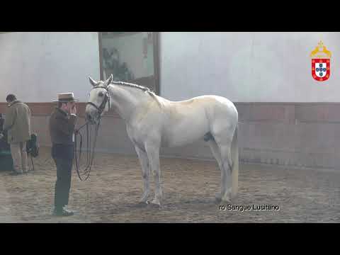 230128 23 Larapio - Aprovação de Garanhões