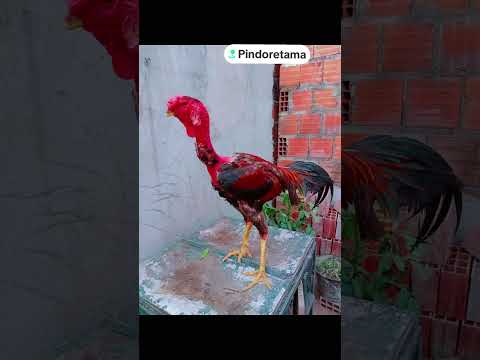 Criatorio ig tio San Pindoretama Ceará Novo integrante