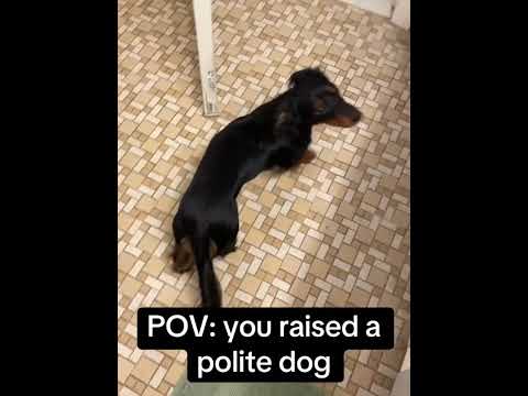 There is a person hidden in the dog’s body#dog #dogvideos#fyp #pets##funnydog #puppy #funny