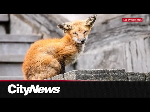 Animal lovers in Westmount are teaming up to rescue a sick fox - YouTube