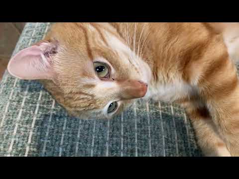 TRULY SPECIAL AMPLIFIER UNBOXING! - Part 1 - The Mystery