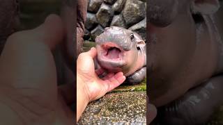 Download lagu Cute wild animal transformation! mp3