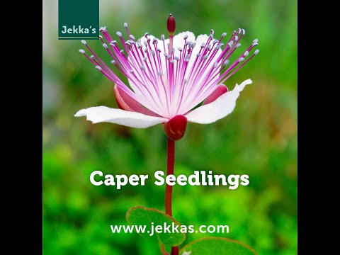 Jekka's How to Grow:  Caper seedlings