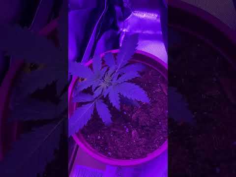 I messed up on my hell fire og autoflower 😱🥺