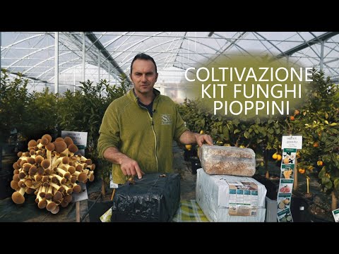 Kit per coltivare funghi pioppini: tutto quello che devi sapere!