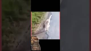 Download lagu Lihatlah kucing ini memakan ganja dan lihat endingnya bikin ngakak #shorts #youtubeshorts #viral mp3