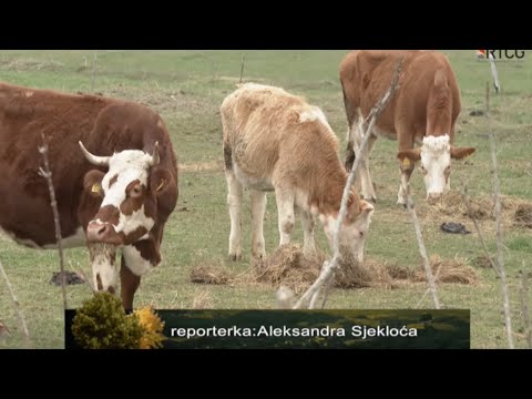 VRATIO SE STOCARSTVU