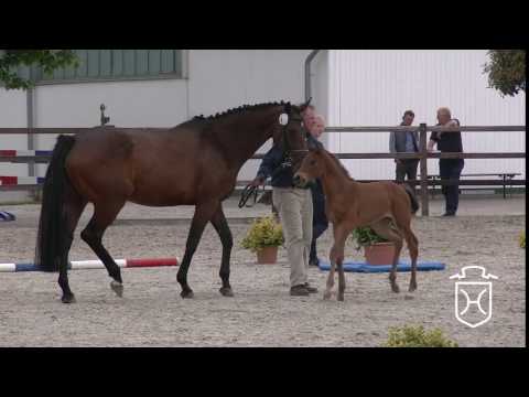 Holsteiner Fohlenchampionat der Hengststation Maas J. Hell 2017 - Stutenring