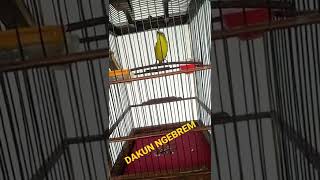 Download lagu DAKBAL GACOR MANTAP mp3