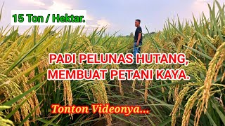 Download lagu PADI UNGGUL HASIL MELIMPAH ' PADI CIHERANG SUGIH '/ ( CISUGIH ) #padilokal #padiviral #ciherang. mp3