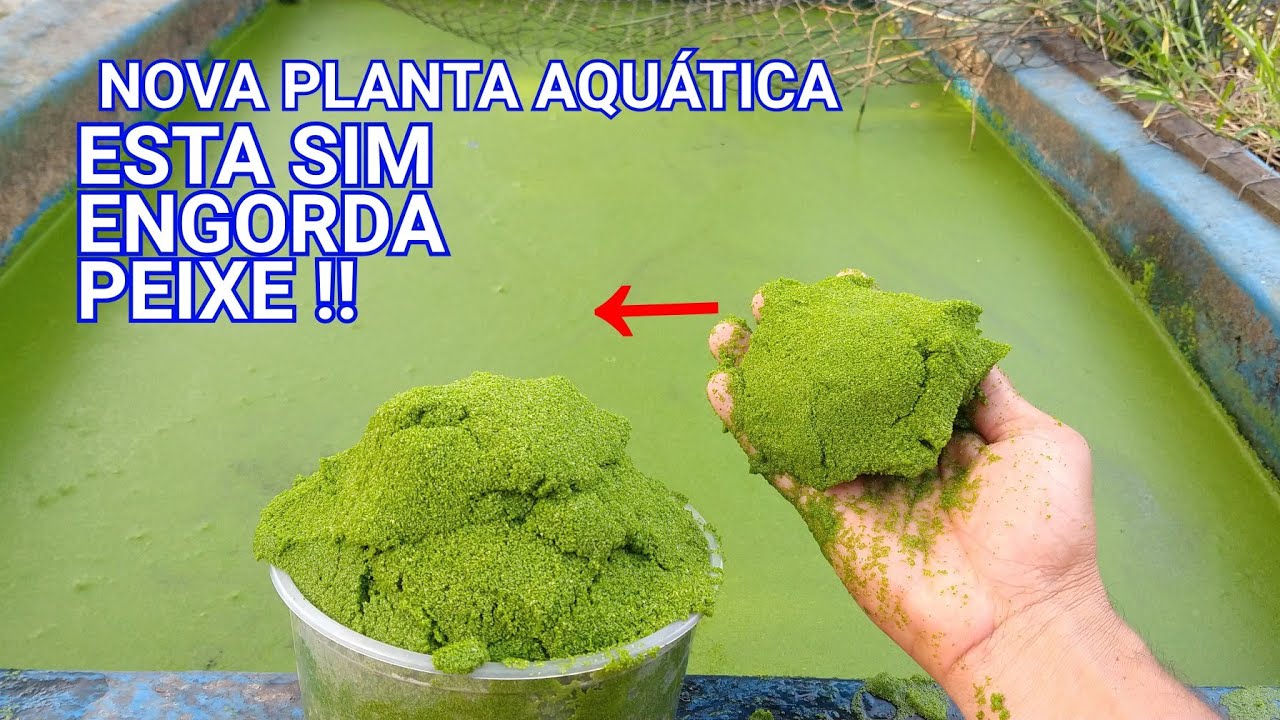 NOVA PLANTA AQUÁTICA QUE CHEGOU PARA AJUDAR NA ALIMENTAÇÃO DOS PEIXES