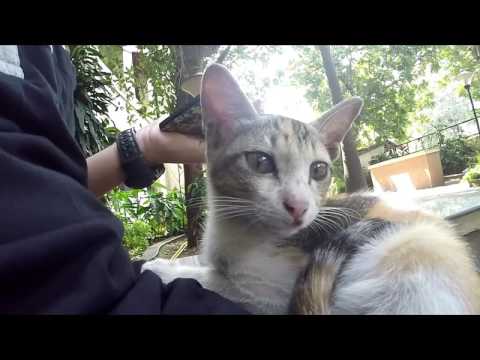 Though I hate cats / Indrajeet/ GoPro/ Enthusiast