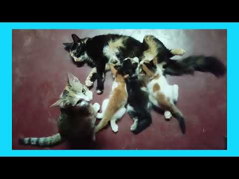cat funny video#@Smitha Rebello