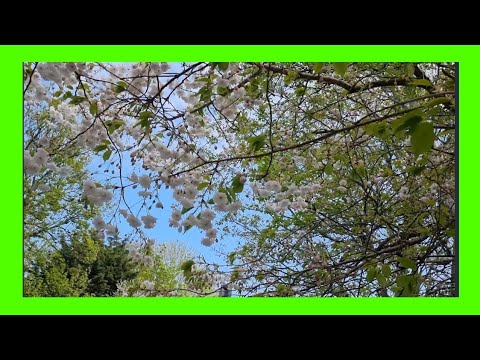 AMAZING SONG /WE'RE ALL RUNNERS BY CRAIG REEVER