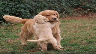 Dog Mom Playing With Her Puppies | Funny Puppies And Cute Puppy Videos Compilation