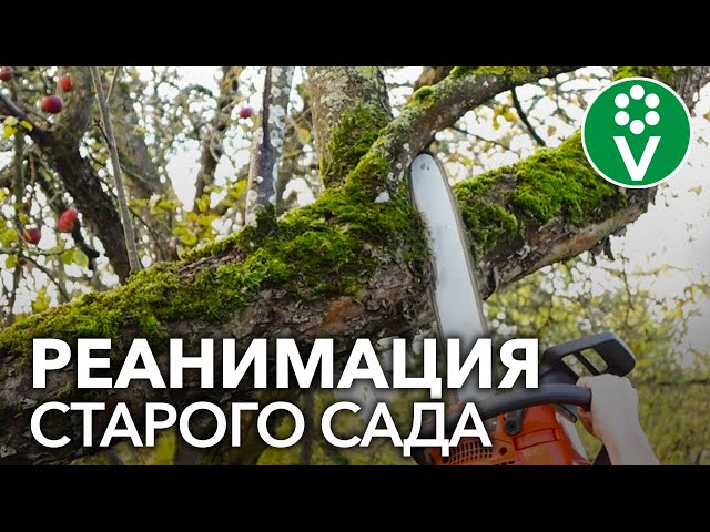 ОБРЕЗКА СТАРОГО САДА. КАК ОМОЛОДИТЬ СТАРЫЕ ДЕРЕВЬЯ?