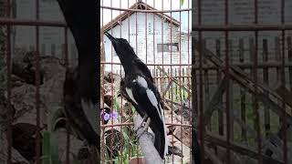 Download lagu kacer lawan langsung respon emosi bongkar isian #kacer #kacergacorfullisian mp3