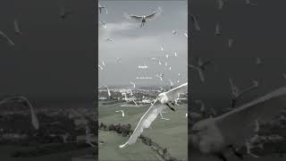 Download lagu ceramah || ceramah story || ceramah story WA || ceramah story WA 30 detik || ustd. Abdul somad mp3