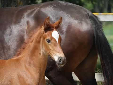 Livella von Worrenberg, OS, Livello x Comme il faut, geb. 28.6.2018