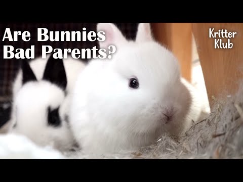 Bunny That Is On The Love Run, Leaving Her Baby Bunnies Behind (Part 1) l Kritter Klub