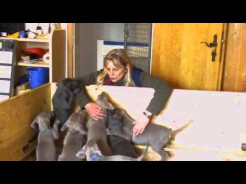 Blaue und silberne Weimaraner von Weikl